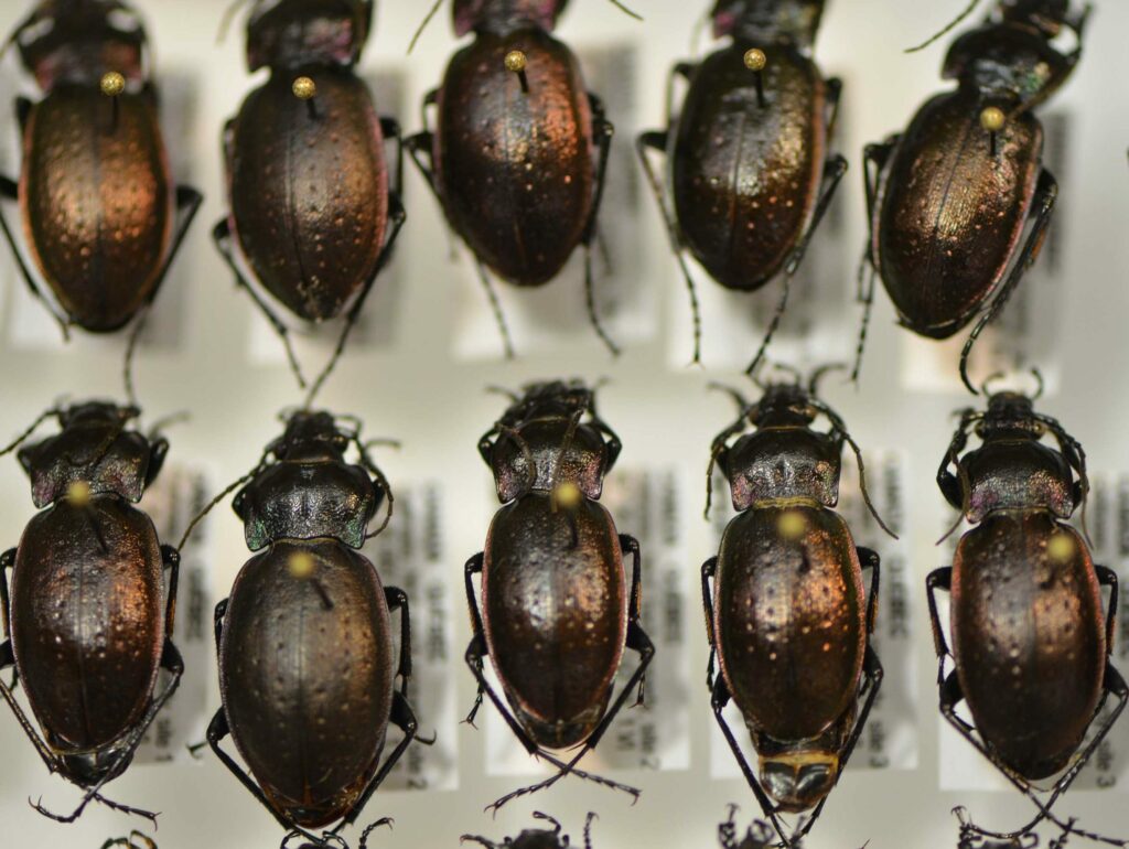 Funding for Collections-Based Research - Canadian Museum of Nature