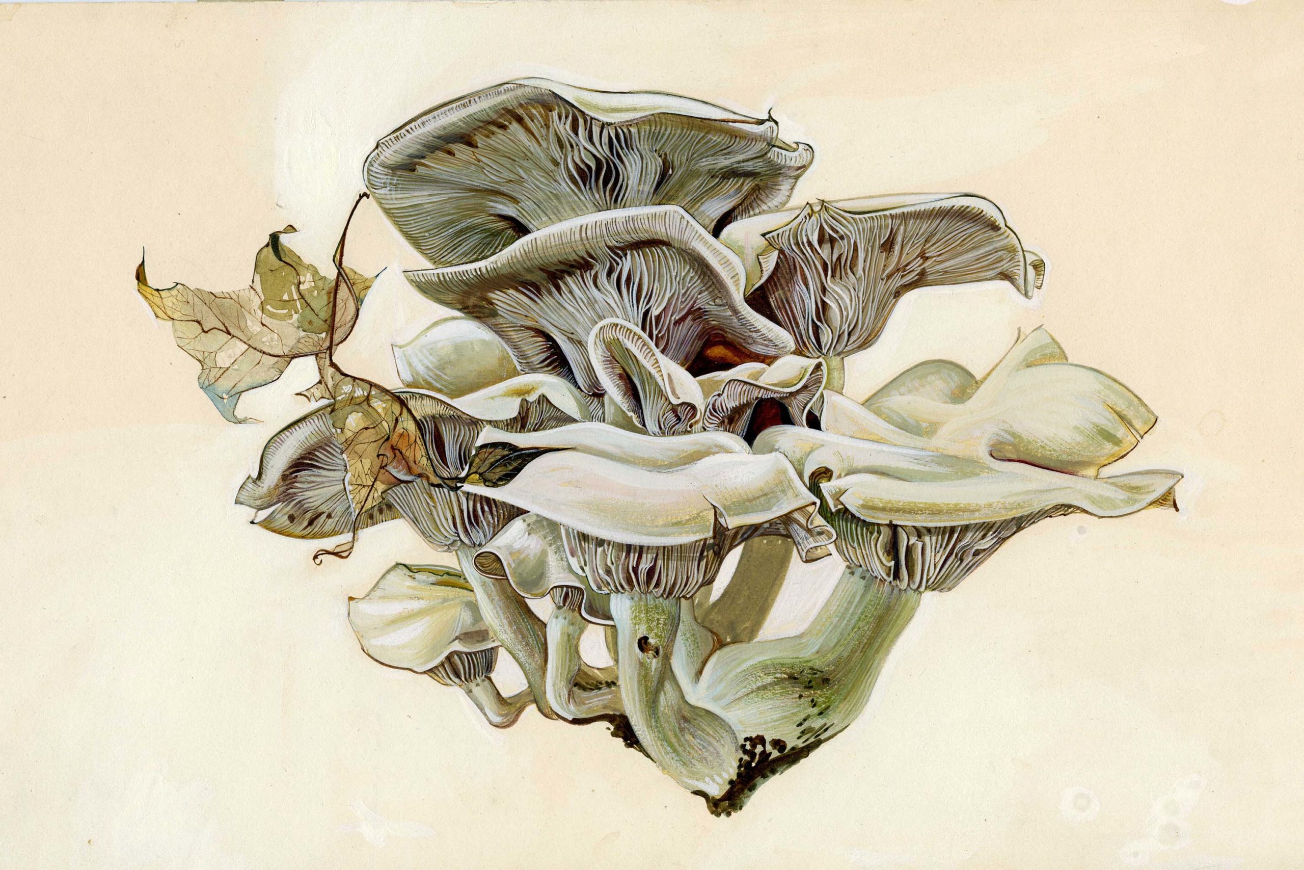 Art - Canadian Museum of Nature