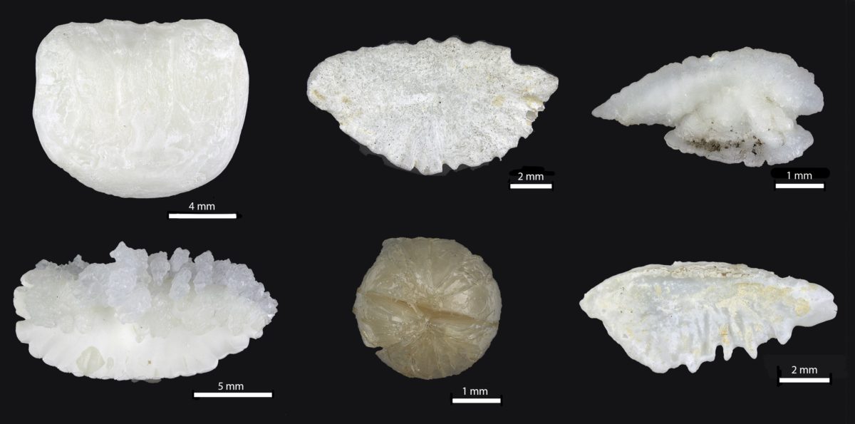 The rocks in fishes’ heads tell amazing stories Canadian Museum of Nature