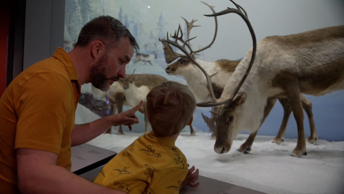 A man and a young boy looking at a diorama in the Mammal Gallery.