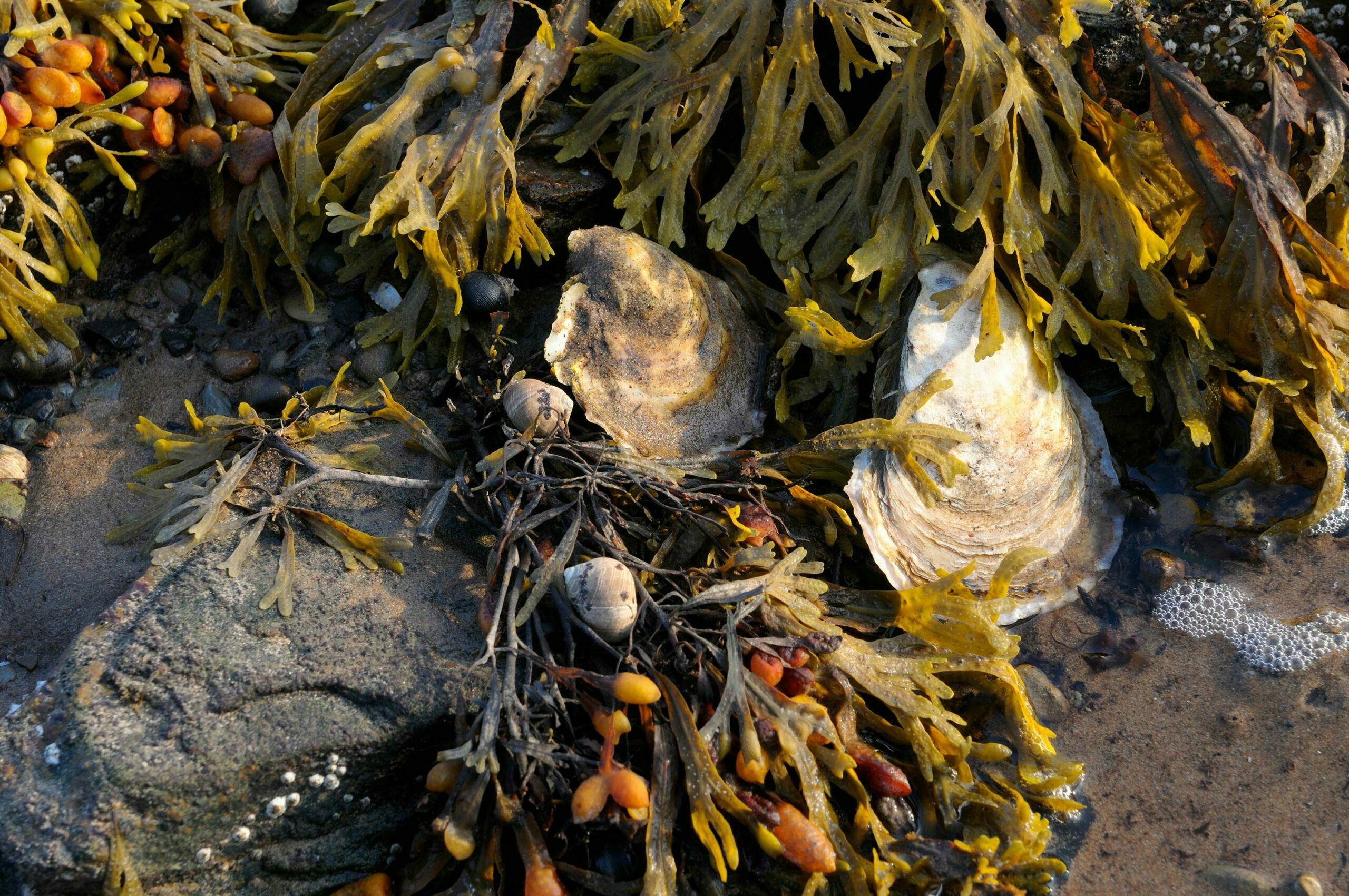 Oysters, snails and seaweed clinging to rocks at low tide near Port Hood Nova Scotia.