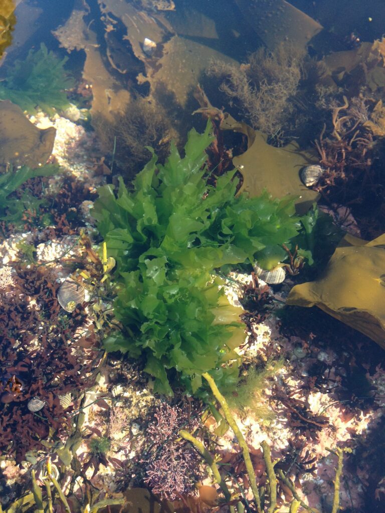 Les algues marines - Musée canadien de la nature