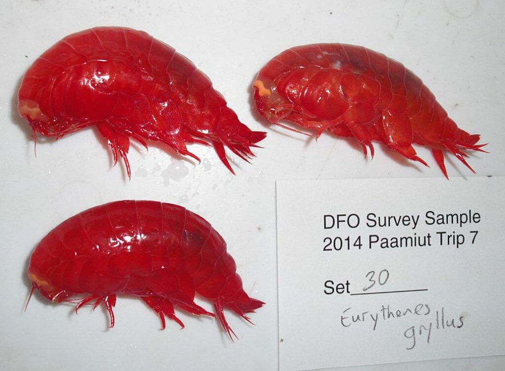 New Amphipod Species Discovered On Museum Shelves Canadian Museum of