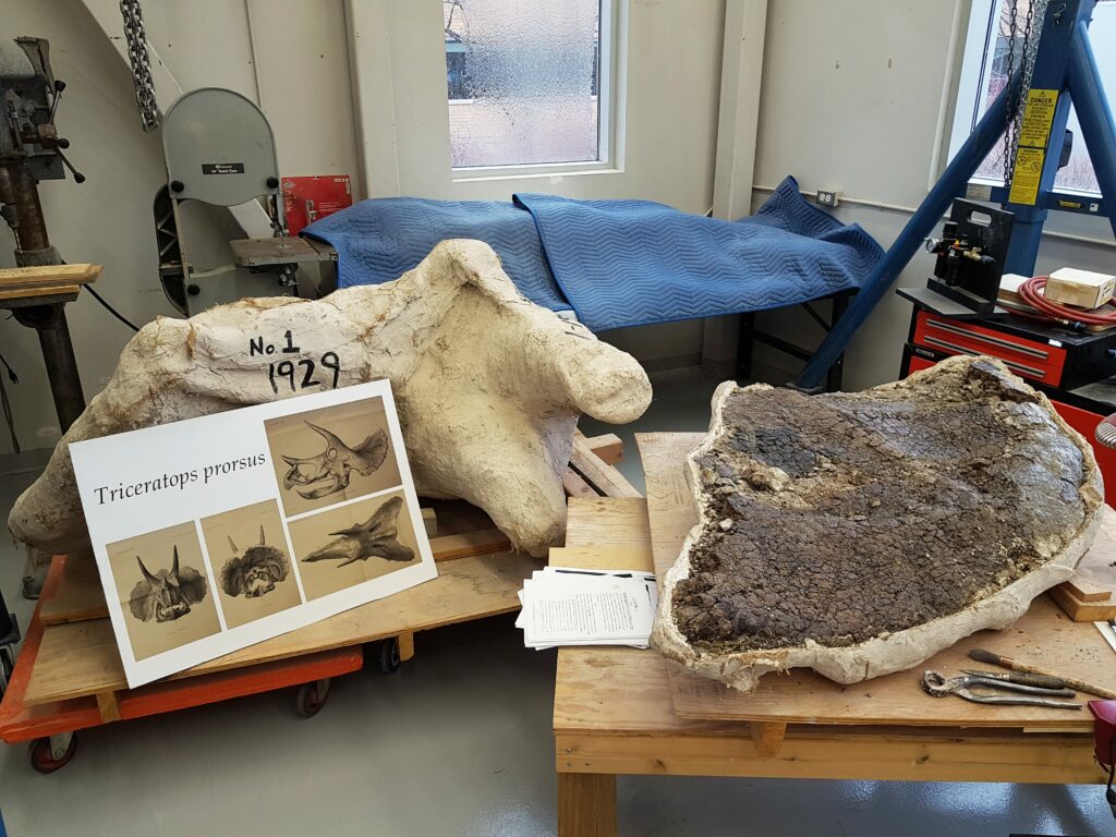 Is the world's largest Triceratops skull sitting in our collection