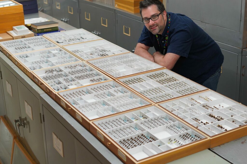 Thomas Onuferko leans on a counter on which lie 10 large trays that hold specimens of pinned wasps and bees.