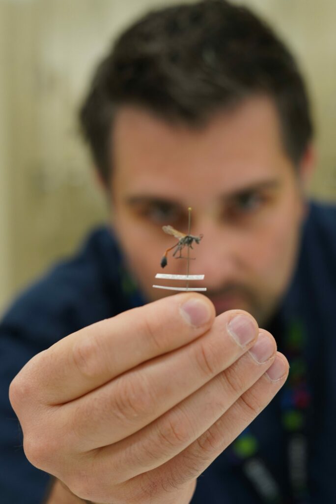 Onuferko looks at a pinned specimen of a wasp that he is holding in his hand.