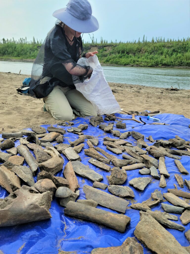 Mammoths and Bison and Horses, Oh My! Finding Fossils in the Yukon