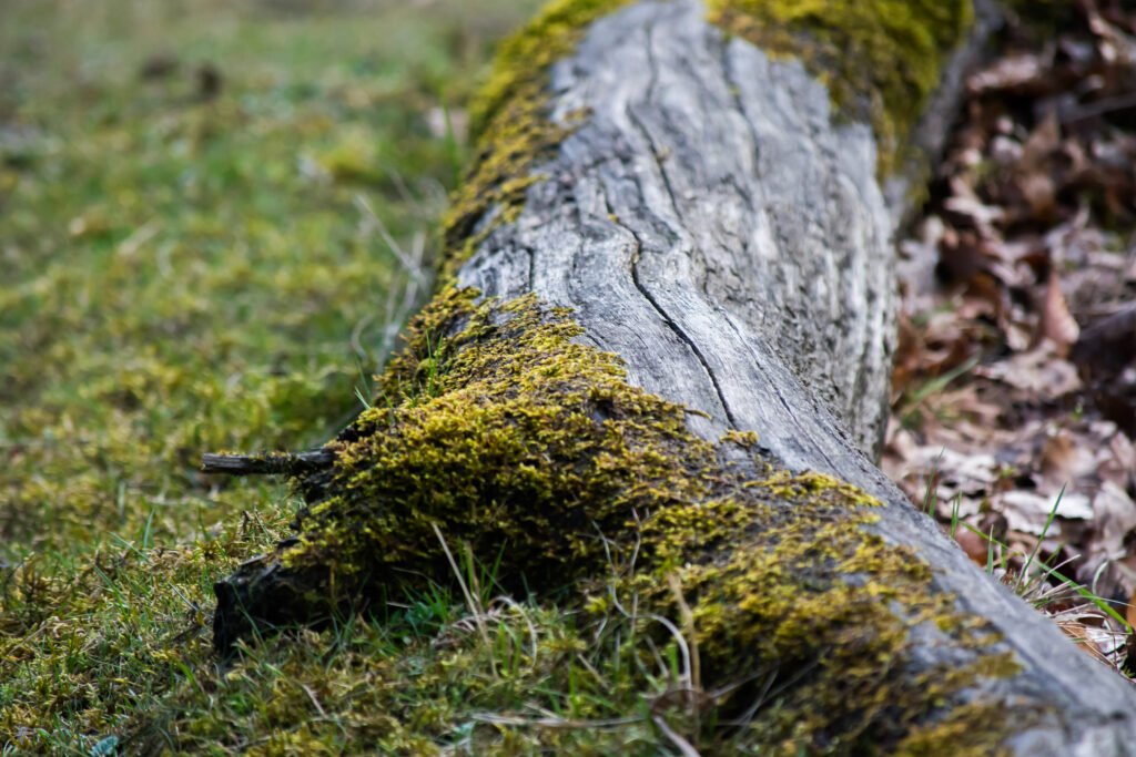 Tree Cancer Ground Study the Site of Your Garden - Canadian Museum of Nature