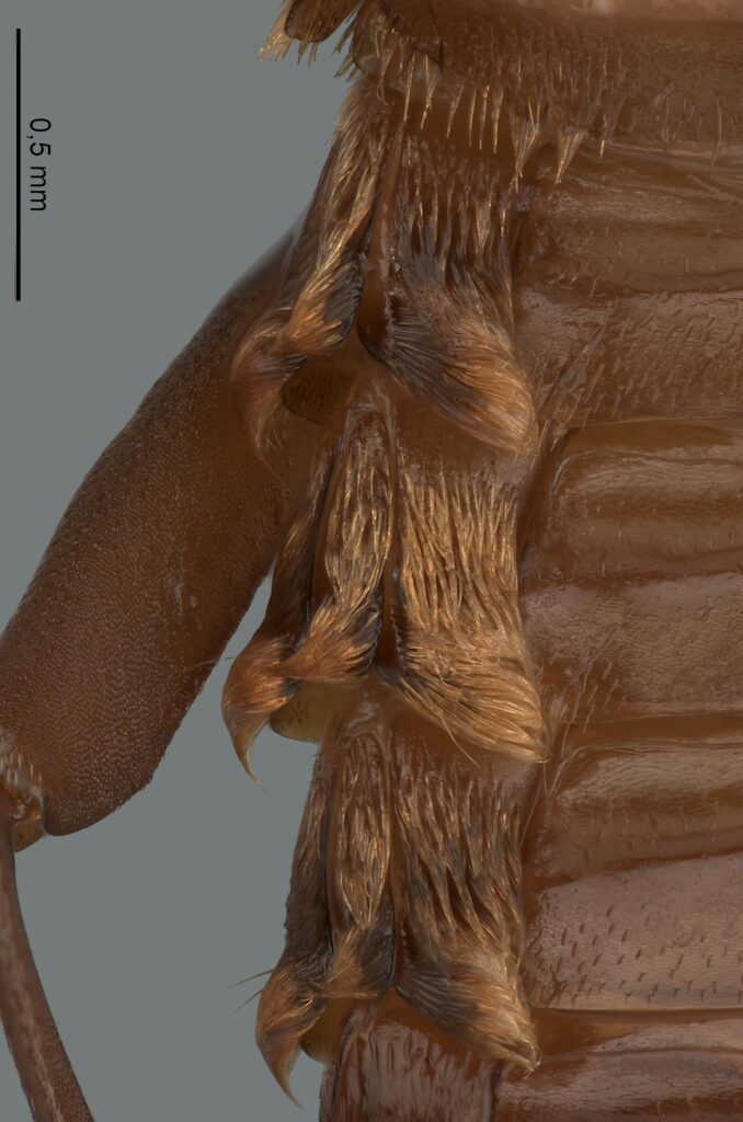 Remarkable Discovery in the Forest of the Canadian Museum of