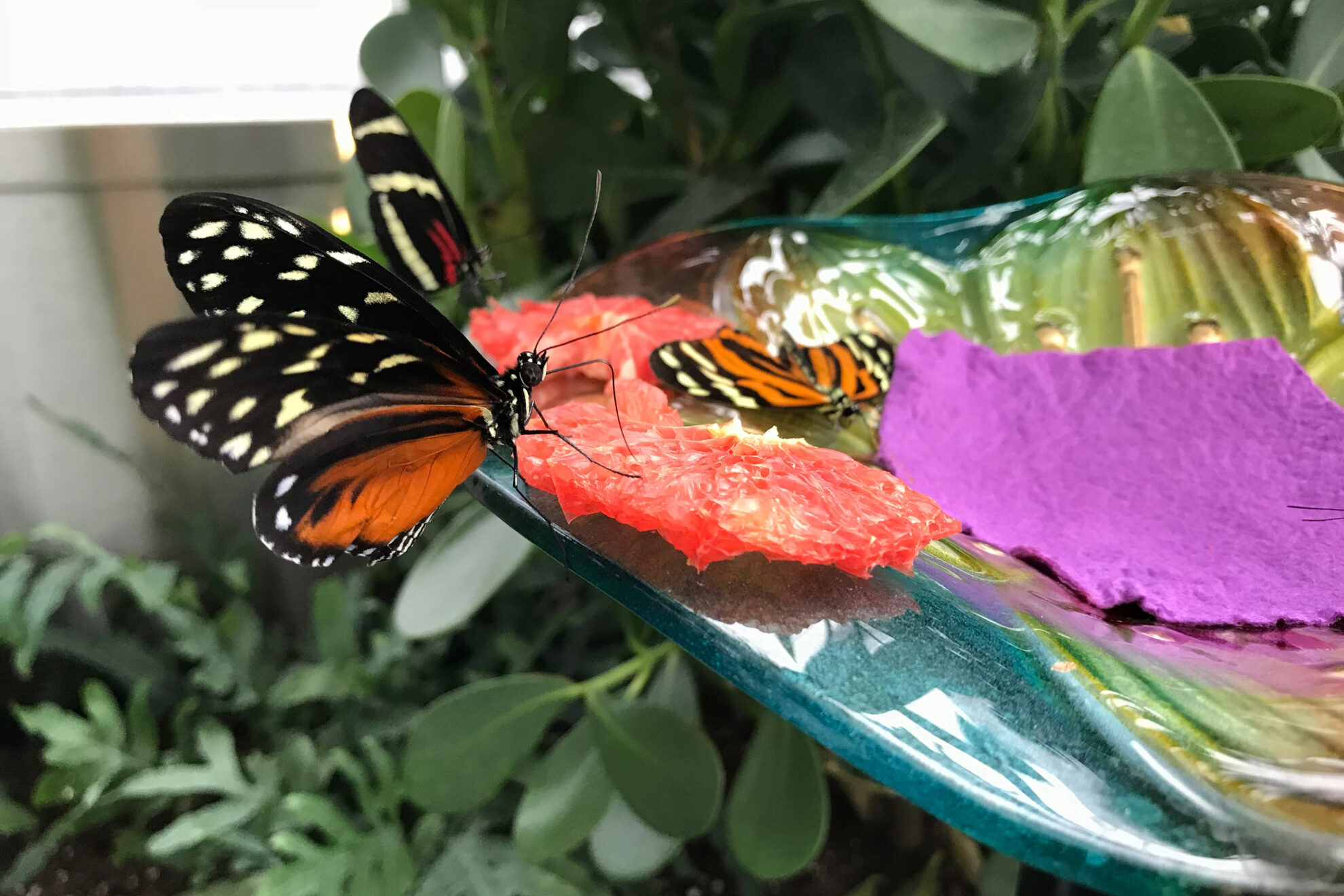 Butterflies in Flight - Canadian Museum of Nature