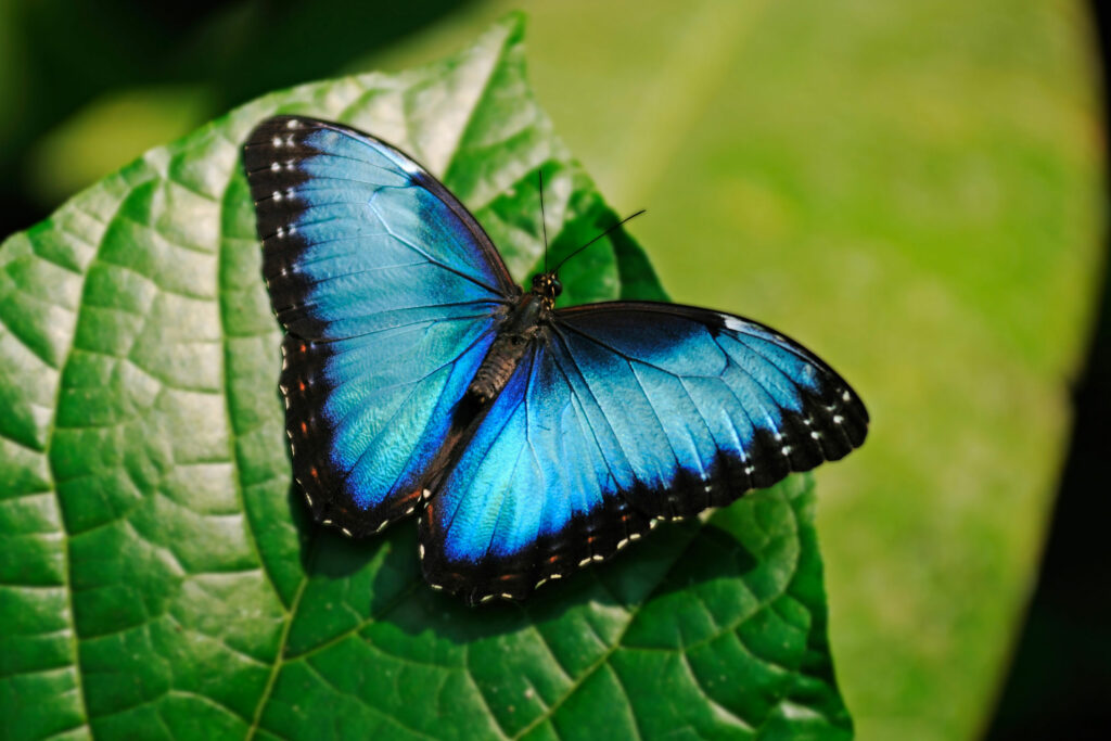 A blue morpho butterfly rests, wings extended, on a leaf.