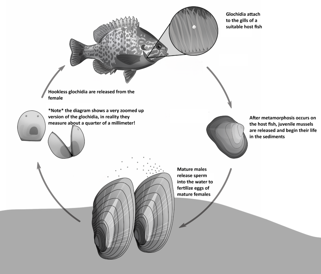 Mussels Diffusion Are Invasive Fish Species Affecting the Freshwater Mussel Life Cycle ...