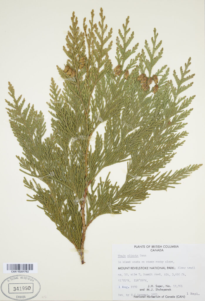 A TREEmendous Effort - Canadian Museum of Nature