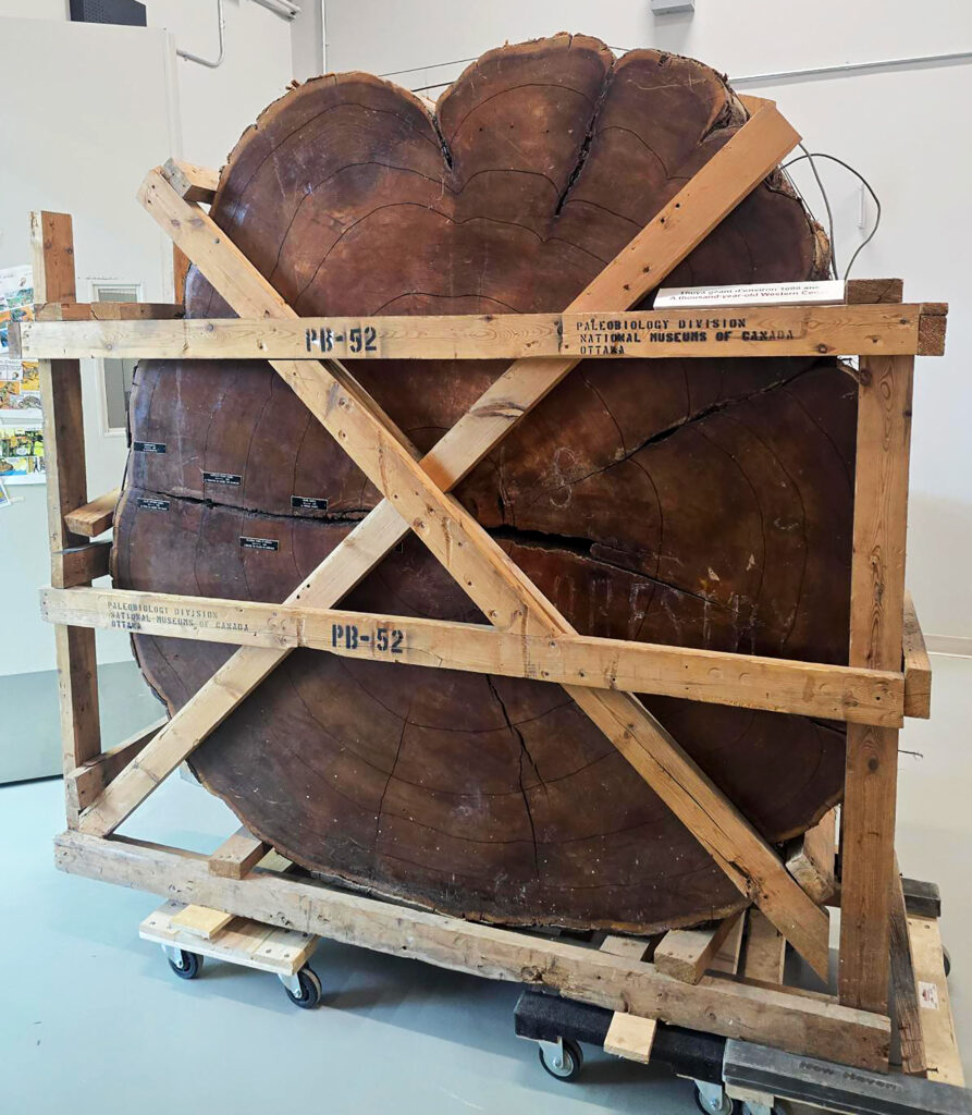 A TREEmendous Effort - Canadian Museum of Nature