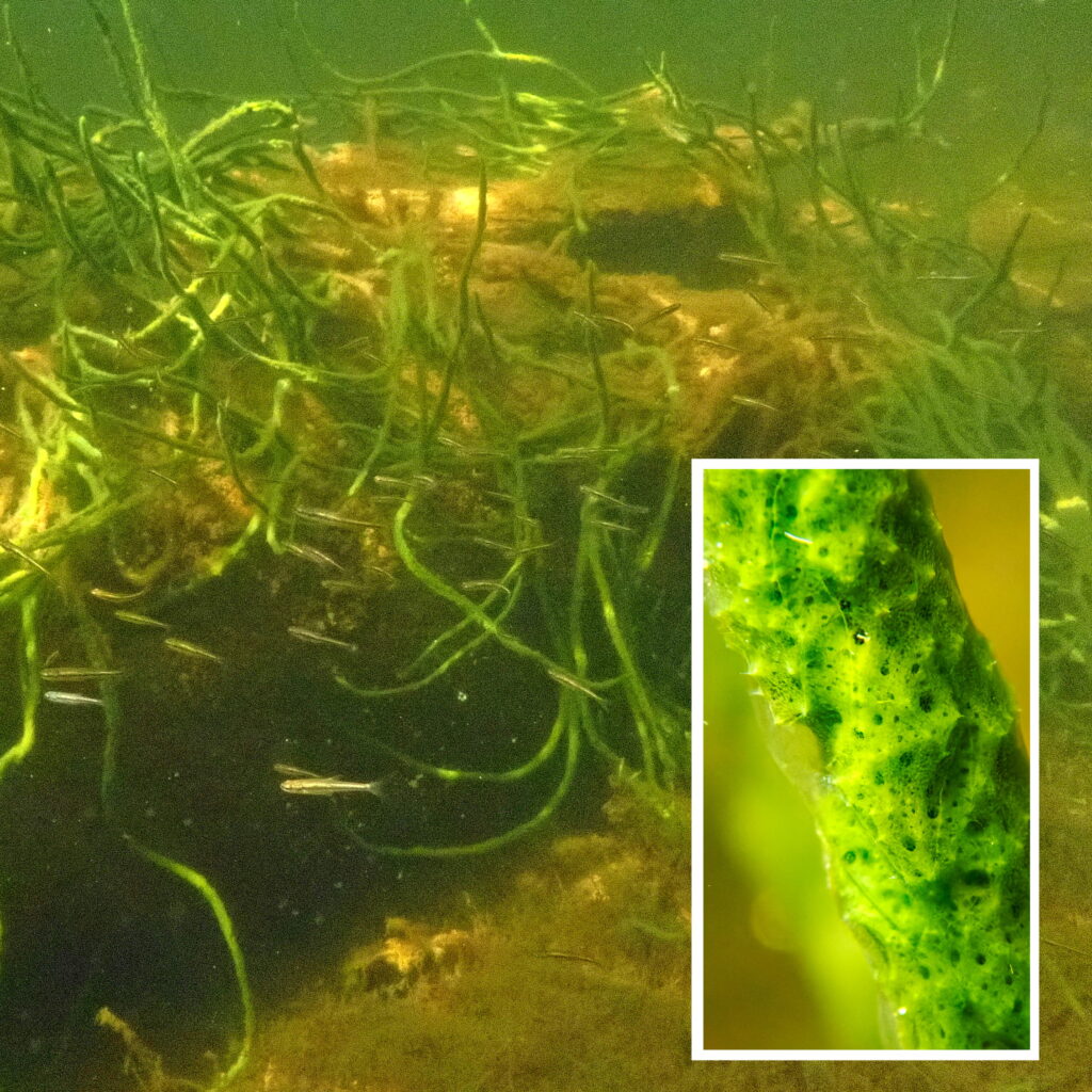 Sponge Log Snorkeling as a Tool for Science - Canadian Museum of Nature