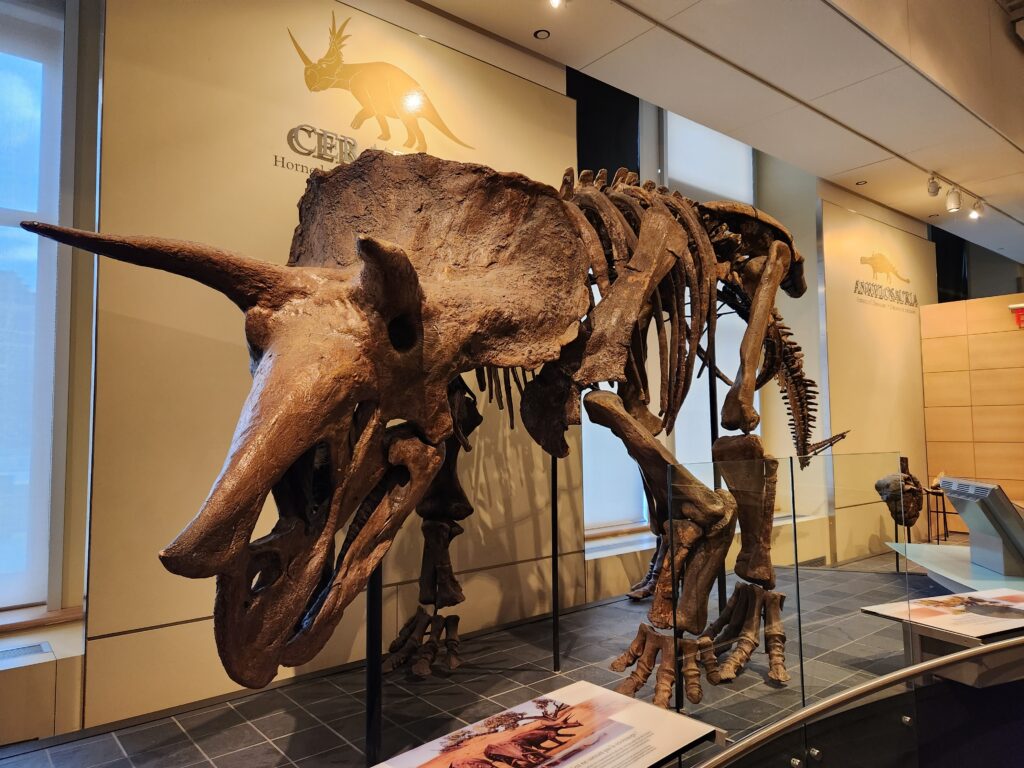 Were Triceratops Bigger in the North? - Canadian Museum of Nature