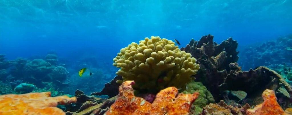 A scene from the movie Ocean Paradise.